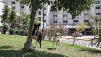 Πήγε επίσκεψη στο νοσοκομείο και κατέληξε… στα εξωτερικά ιατρεία – Δέχθηκε επίθεση από αδέσποτα