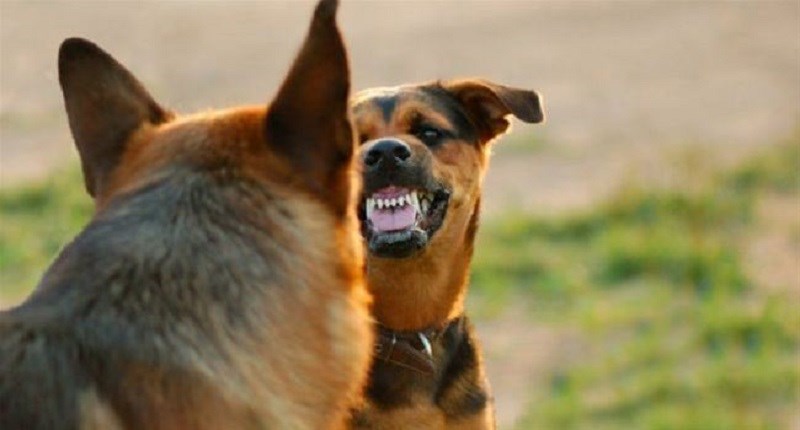 Σκύλος …συνέλαβε κλέφτη στο Βόλο