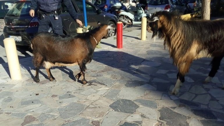 Αναστάτωση στο Ηράκλειο από τα… καμώματα ενός τράγου και μίας κατσίκας – ΦΩΤΟ