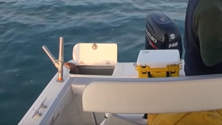 Η μεγάλη… απόδραση ενός χταποδιού -ΒΙΝΤΕΟ