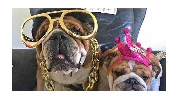 Ποιο «Next Top Model»; Ο σκύλος του Χάμιλτον βγάζει 700 δολάρια την ημέρα και έχει 143.000 followers – ΦΩΤΟ