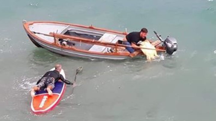 Μάχη με τα κύματα για τη διάσωση τραυματισμένης χελώνας – ΦΩΤΟ