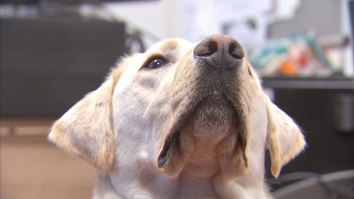 Διάγνωση με τη… μύτη: Τα σκυλιά μπορούν να μυρίσουν την ελονοσία