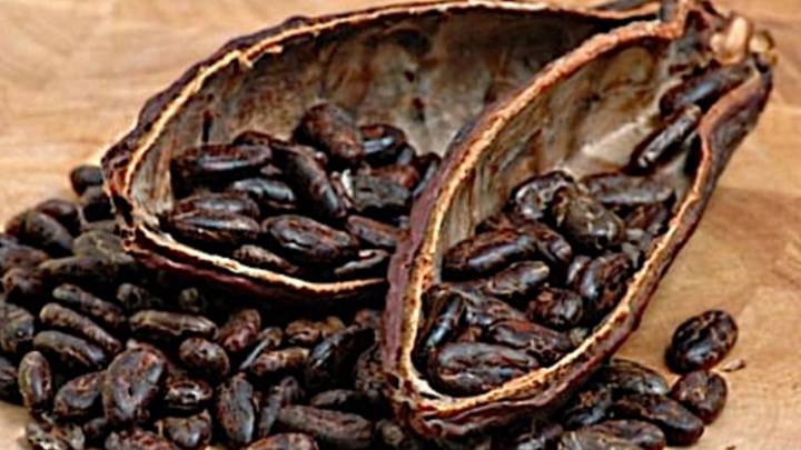 Παλαιότερη κατά 1.500 χρόνια η καταγωγή της σοκολάτας