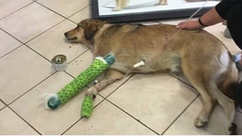 Κτηνωδία στη Θεσπρωτία – Πυροβόλησαν και τραυμάτισαν σκύλο – ΦΩΤΟ