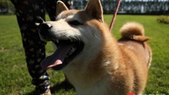 Ο σκύλος που έγινε viral – Δικαστήριο τον κατέσχεσε και τον έβγαλε σε δημοπρασία – ΒΙΝΤΕΟ