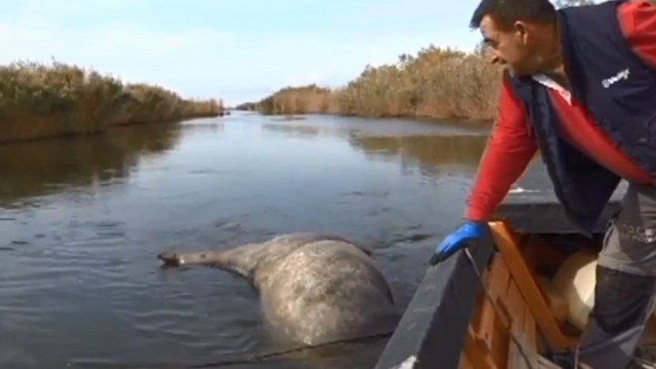 Πυροβόλησαν και σκότωσαν άγρια άλογα στο Δέλτα του Έβρου  – ΒΙΝΤΕΟ