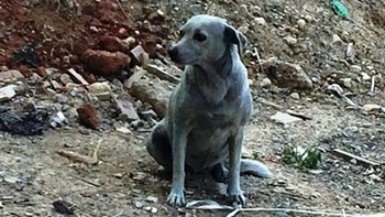 Άσπρισε ξανά η σκυλίτσα που είχαν βάψει με μπλε μπογιά -ΦΩΤΟ