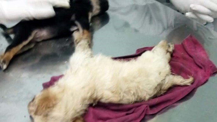 Πρόστιμο μαμούθ για ηλικιωμένο που θανάτωσε κουτάβια – Τον κατήγγειλε η ίδια του η κόρη