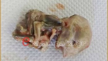Θρίλερ με έμβρυο που βρέθηκε στο σώμα σκυλίτσας στην Καλαμπάκα – ΦΩΤΟ
