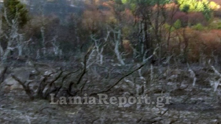 Υπό έλεγχο η πυρκαγιά στη Σέτα Ευβοίας – ΦΩΤΟ – ΒΙΝΤΕΟ