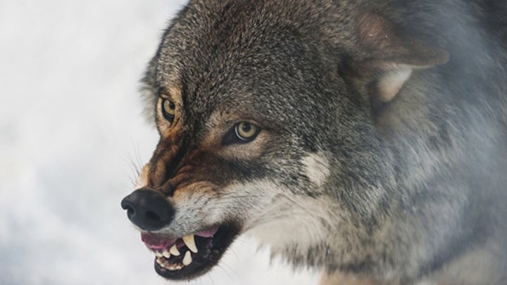 Κτηνοτρόφος ήρθε αντιμέτωπος με λύκο που επιτέθηκε στο κοπάδι του