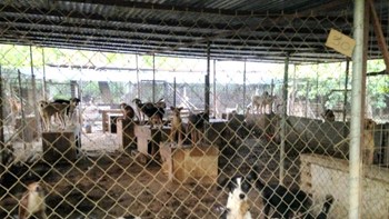 Συνελήφθη ο αντιδήμαρχος Σπάρτης για τη δραματική κατάσταση στο κυνοκομείο