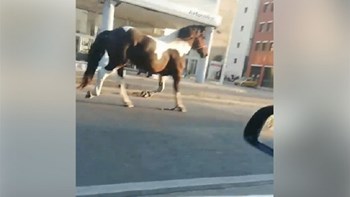 Άλογο… κόβει βόλτες στο κέντρο της Θεσσαλονίκης – ΒΙΝΤΕΟ