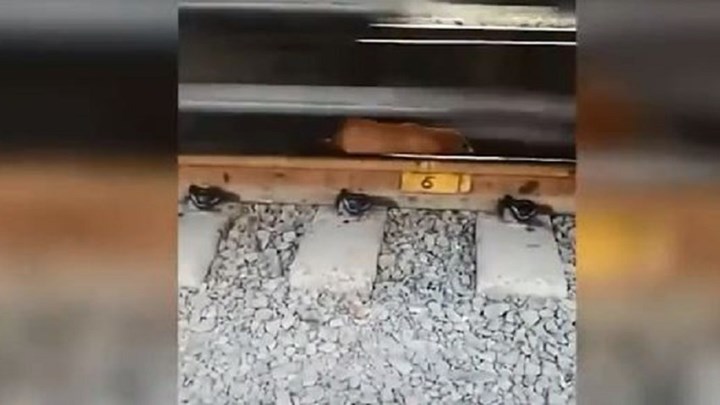 Βίντεο που κόβει την ανάσα – Κουταβάκι περπατάει στις ράγες και το τρένο περνάει από πάνω του
