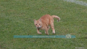 Γάτα “έκλεψε” την παράσταση σε αγώνα ποδοσφαίρου – ΦΩΤΟ-ΒΙΝΤΕΟ