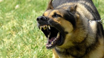 Σκύλος επιτέθηκε σε 25χρονη – Τραυματίστηκε στα χέρια, στα πόδια και στην ωμοπλάτη