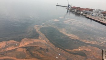 Εντοπίστηκε τοξικός οργανισμός στα νερά του Θερμαϊκού – Τι κινδύνους κρύβει