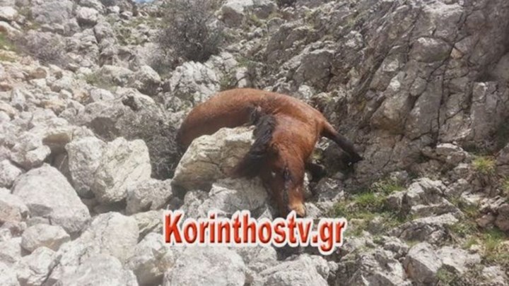 Στο Μικτό Ορκωτό Εφετείο Ναυπλίου η υπόθεση δολοφονίας 24 αλόγων  – ΒΙΝΤΕΟ
