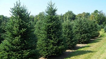 Υπουργική απόφαση για τα δενδρύλλια της εφετινής χριστουγεννιάτικης περιόδου