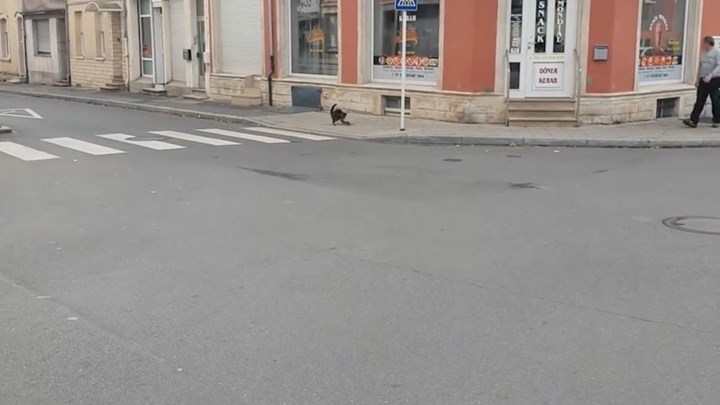 Το πιο θαρραλέο ποντίκι όλων των εποχών – ΒΙΝΤΕΟ