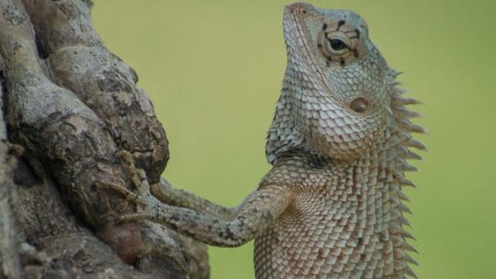 Πώς και γιατί αλλάζουν χρώμα οι χαμαιλέοντες;