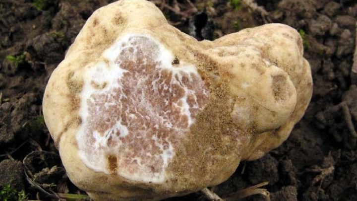 Λευκή τρούφα πωλήθηκε σε δημοπρασία έναντι 85.000 ευρώ