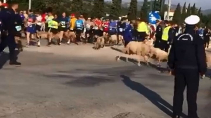 Και ξαφνικά…πρόβατα και τσοπάνης βρέθηκαν στη μέση του Μαραθωνίου – ΒΙΝΤΕΟ