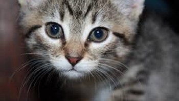 Τον δάγκωσε γάτα και πέθανε από λύσσα