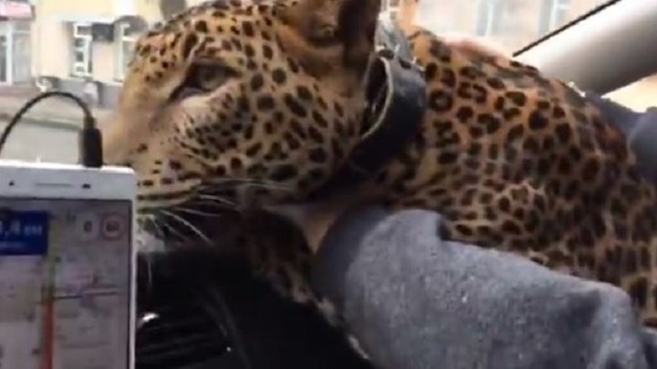 Μπήκε στο ταξί του μία… τίγρης – Άναυδος ο οδηγός – ΒΙΝΤΕΟ