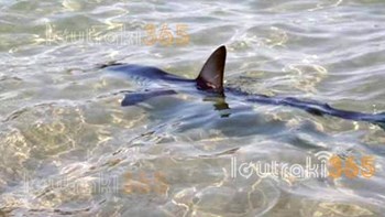 Καρχαρίας δύο μέτρων κόβει βόλτες στο λιμάνι Λουτρακίου – ΒΙΝΤΕΟ