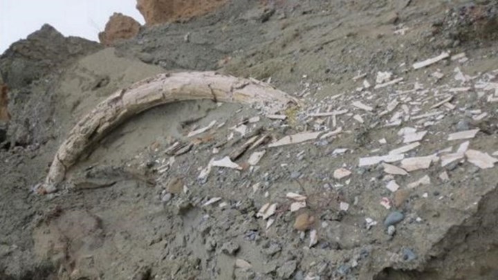 Προϊστορικός χαυλιόδοντας εντοπίστηκε στο ορυχείο Αμυνταίου της ΔΕΗ – ΦΩΤΟ