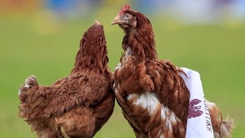 Υποδέχτηκαν με… κότες την Προοδευτική οι οπαδοί του Ιωνικού – ΦΩΤΟ