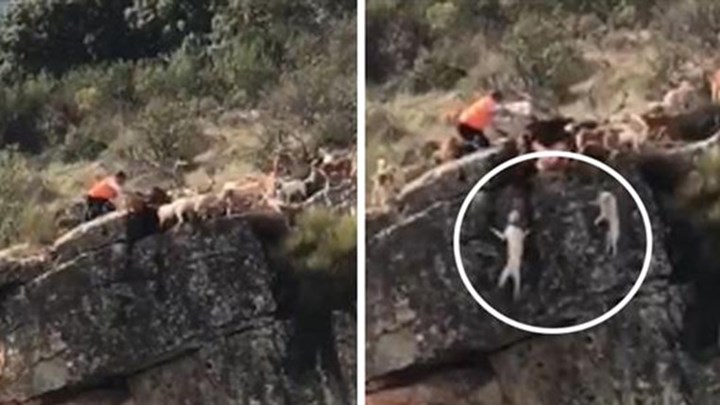Βίντεο-σοκ: Σκυλιά και ελάφι πέφτουν σε γκρεμό στη διάρκεια κυνηγιού – Προσοχή, σκληρές εικόνες