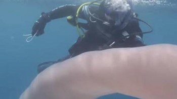 Δύτες εντόπισαν θαλάσσιο «σκουλήκι»… γίγαντα – BINTEO