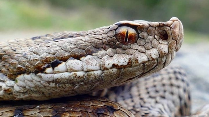 Οχιά «τέρας» εντοπίστηκε στη Λεμεσό – ΦΩΤΟ