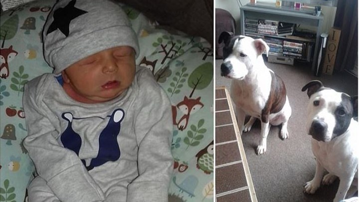 Χαροπαλεύει νεογέννητο που δέχθηκε επίθεση από τον σκύλο της οικογένειας – ΦΩΤΟ