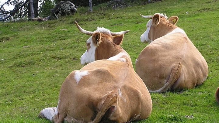 Αυτό είναι δημοψήφισμα: Αγελάδες με κέρατα ή χωρίς;