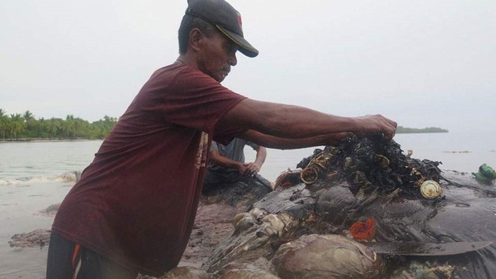 Εντοπίστηκε νεκρή φάλαινα – Είχε περισσότερα από 115 ποτήρια και άλλα 1.000 πλαστικά αντικείμενα στο στομάχι της – ΒΙΝΤΕΟ