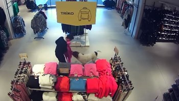 Έπιασαν σκύλο να… κλέβει ρούχα από καταστήματα – ΒΙΝΤΕΟ