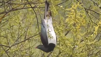 Το πουλί της χρονιάς για το 2018 πέφτει από τα δέντρα λόγω… αλκοόλ – ΒΙΝΤΕΟ