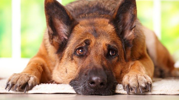 Συνομοσπονδία Ζωοφιλικών Σωματείων: Οι δεσμεύσεις του Πρόεδρου της ΝΔ για διάλογο με τους φορείς δεν μετουσιώθηκαν σε πράξη