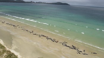 Νεκρές 145 φάλαινες σε παραλία της Νέας Ζηλανδίας – ΒΙΝΤΕΟ