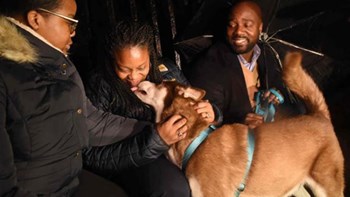 Χάσκι ταξίδεψε χιλιάδες χιλιόμετρα για να επιστρέψει σπίτι του