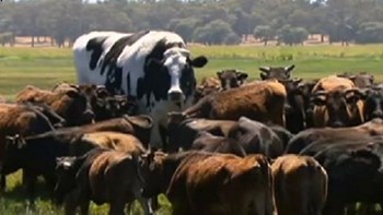 Αγελάδα-γίγας γλίτωσε το σφαγείο λόγω… ύψους – ΒΙΝΤΕΟ