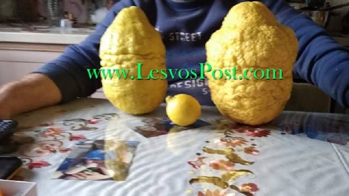 Πόσο νομίζετε ότι ζυγίζουν αυτά τα λεμόνια; – ΦΩΤΟ