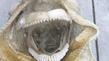 “Τέρας” ξεβράστηκε σε παραλία – ΦΩΤΟ