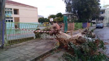 Δέντρο διέλυσε την είσοδο σχολείου στα Χανιά – ΦΩΤΟ