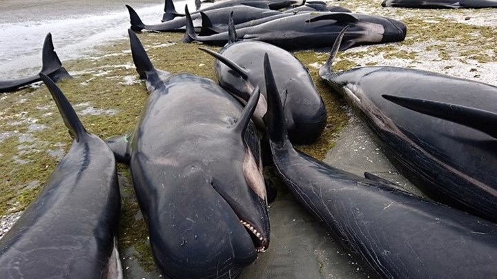 Νέο περιστατικό με νεκρές φάλαινες στη Νέα Ζηλανδία