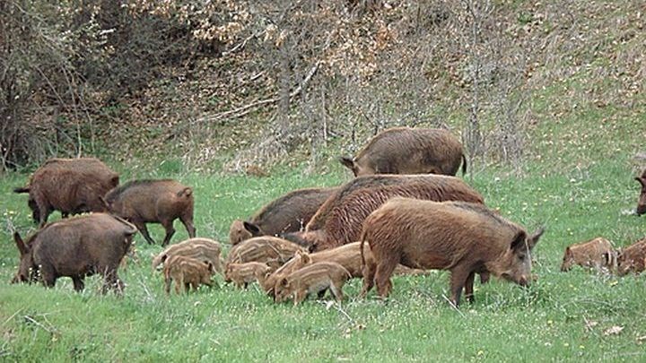 Τον πήραν στο κυνήγι αγριογούρουνα – Έπεσε στη θάλασσα για να γλιτώσει